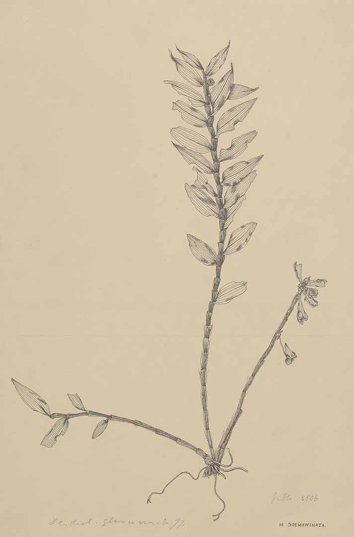 no HD illustration available (m1)