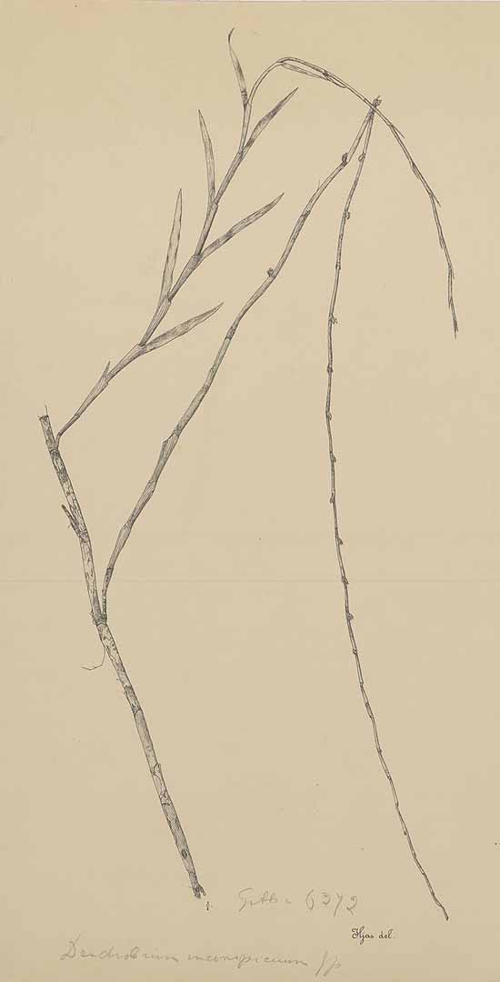 no HD illustration available (m1)