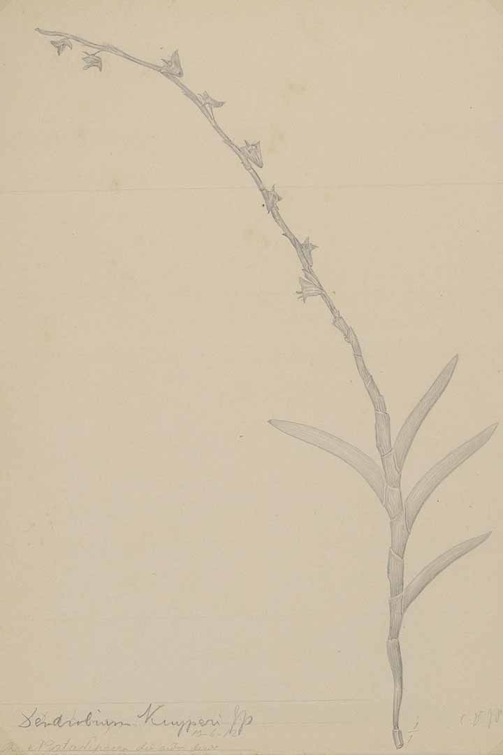 no HD illustration available (m1)