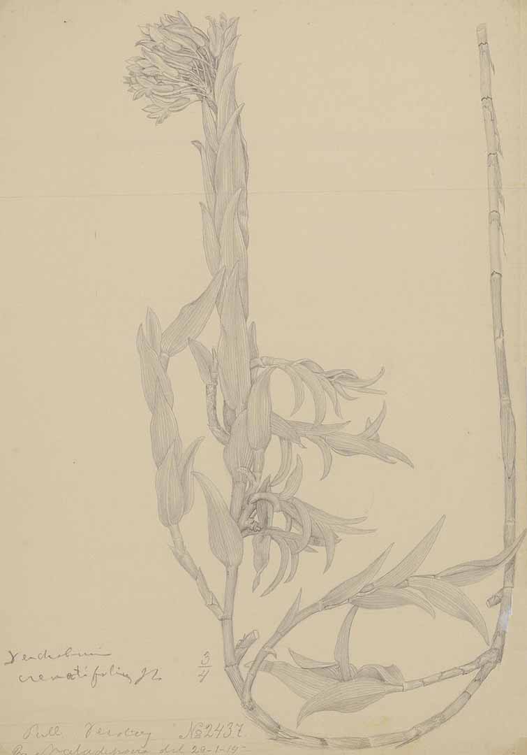 no HD illustration available (m1)