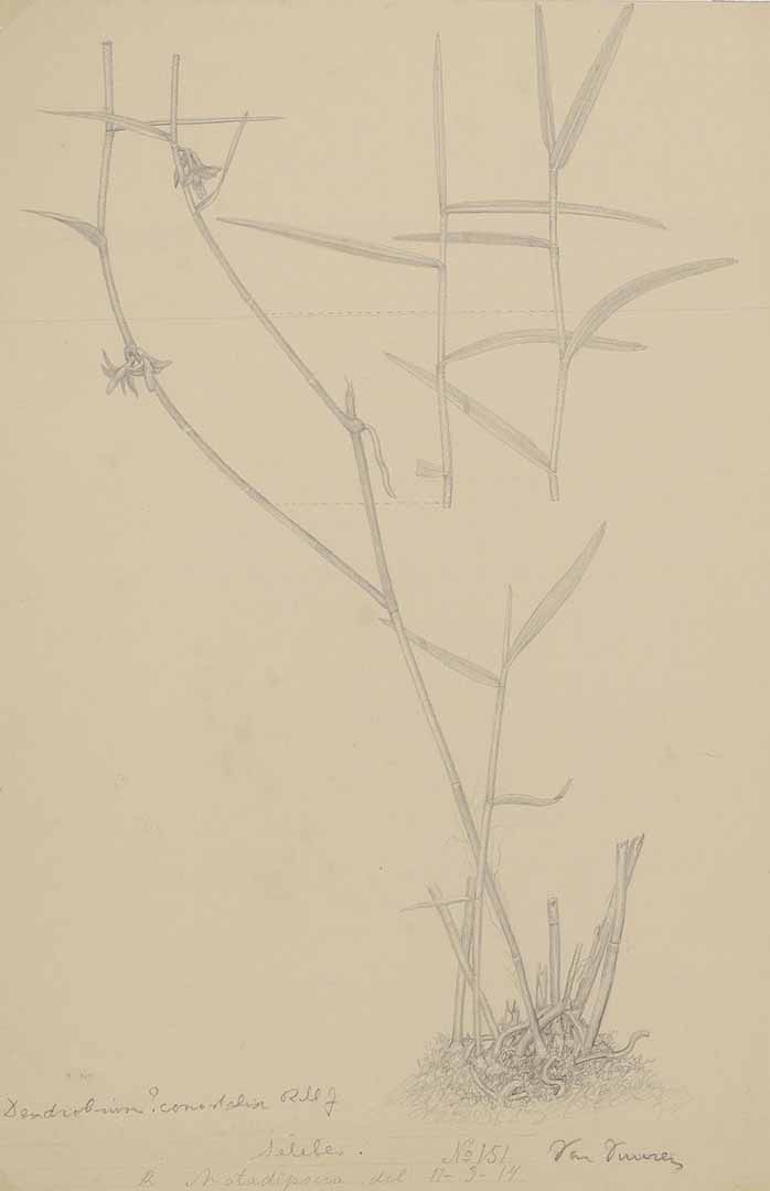 no HD illustration available (m1)