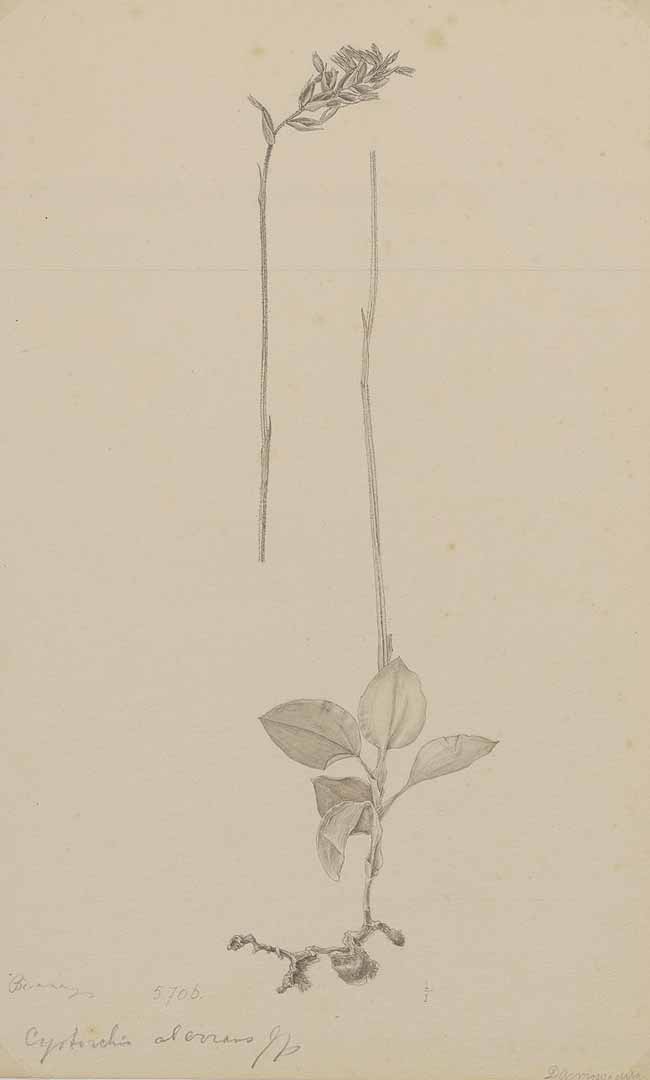 no HD illustration available (m1)