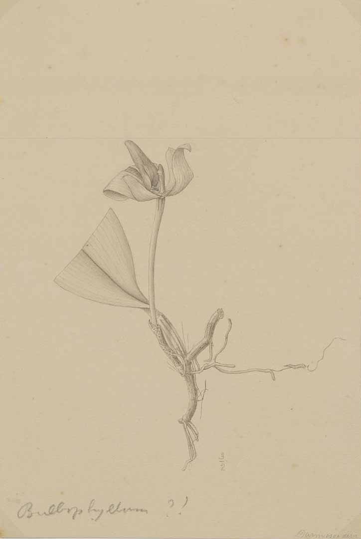 no HD illustration available (m1)
