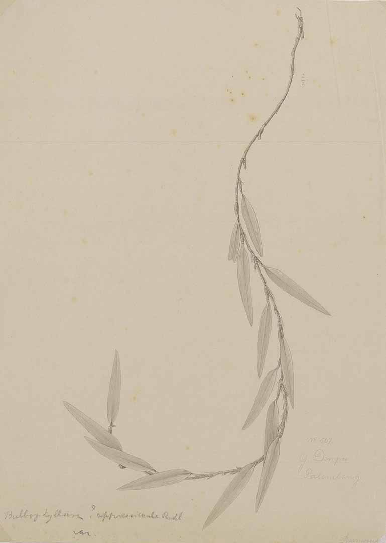 no HD illustration available (3)
