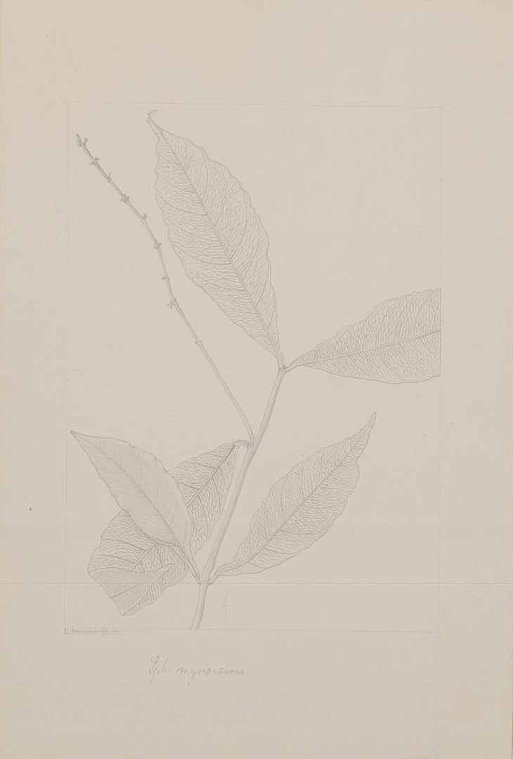 no HD illustration available (m1)