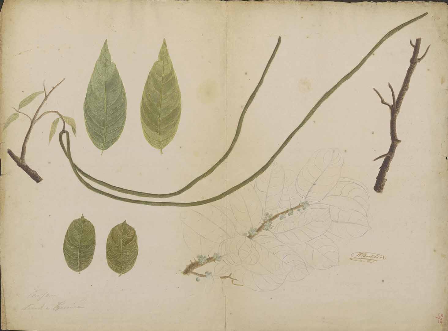 no HD illustration available (m2)