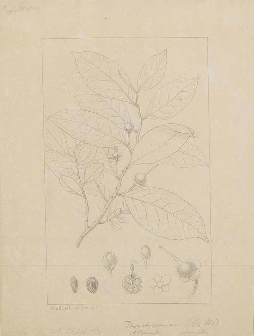no HD illustration available (m1)