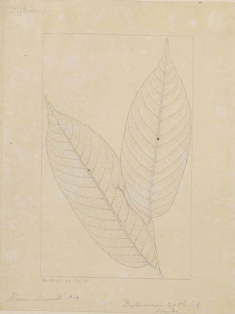 no HD illustration available (m1)