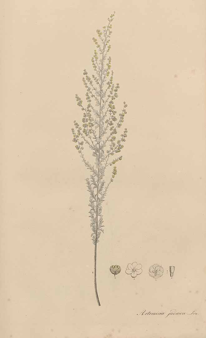 no HD illustration available (3)