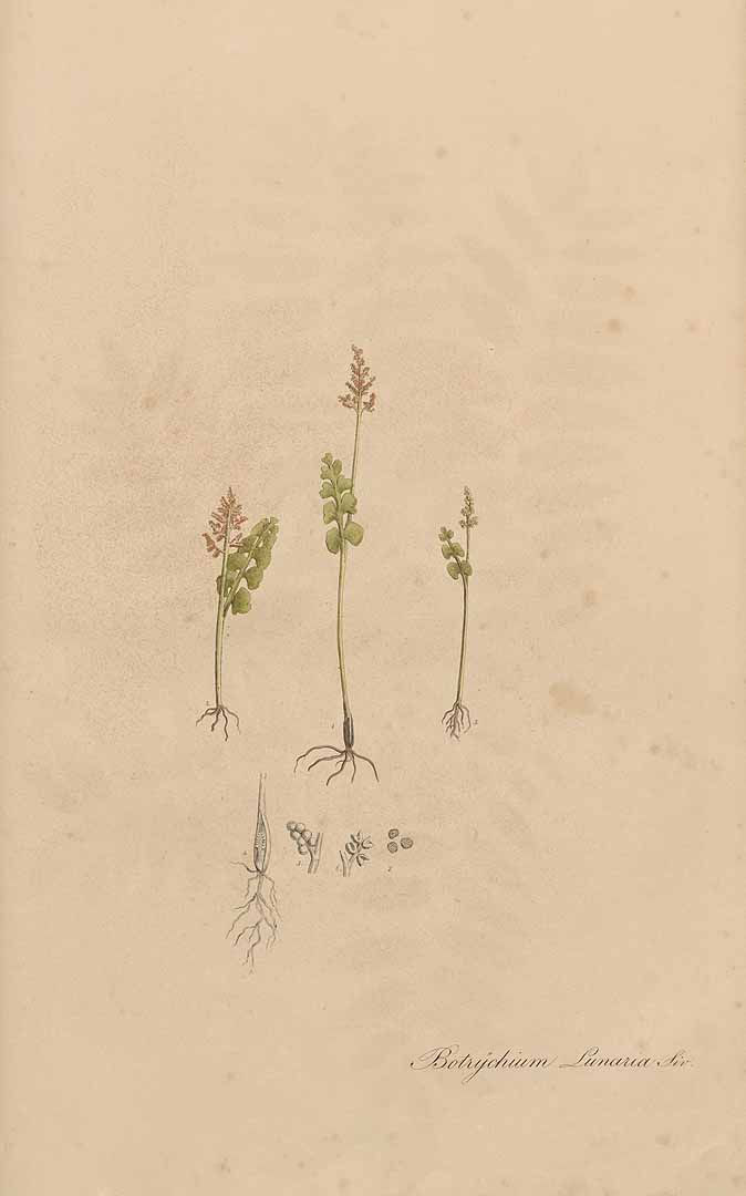 no HD illustration available (3)