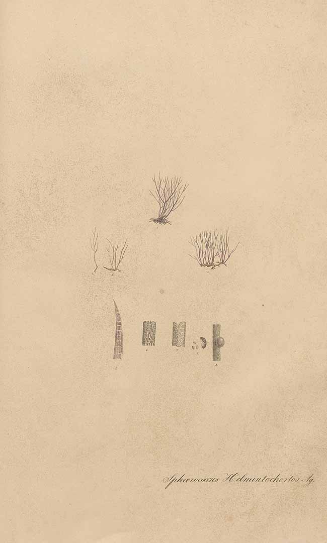 no HD illustration available (m1)