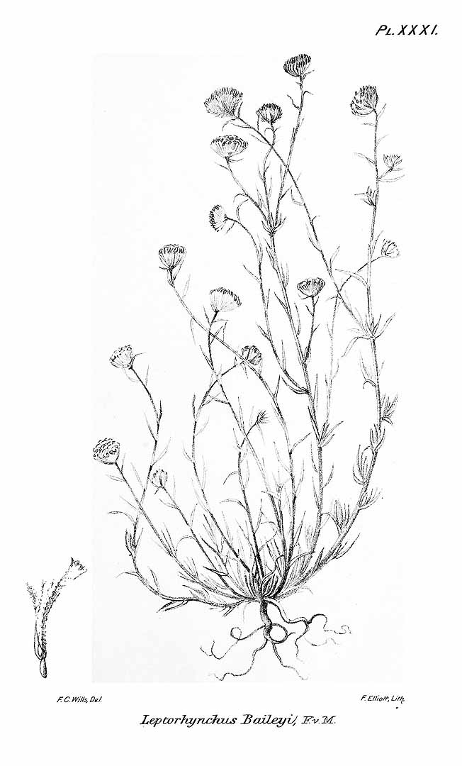 no HD illustration available (3)