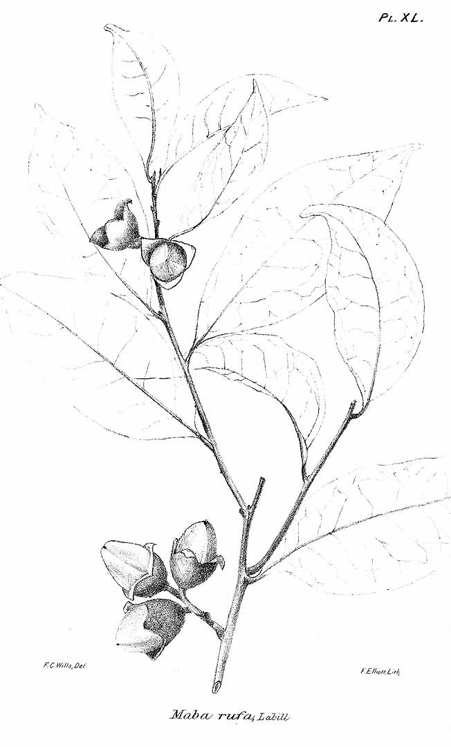 no HD illustration available (3)