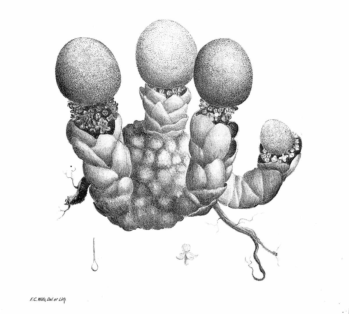 no HD illustration available (3)