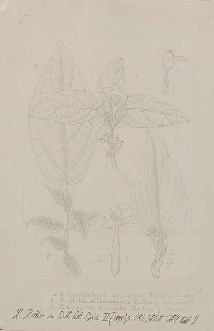 no HD illustration available (m1)