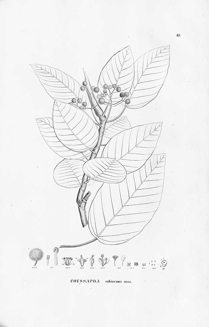 no HD illustration available (3)