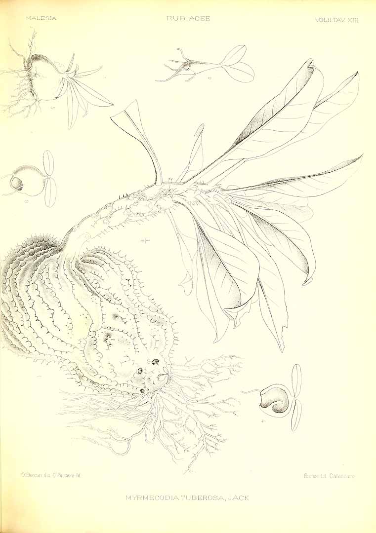 no HD illustration available (3)