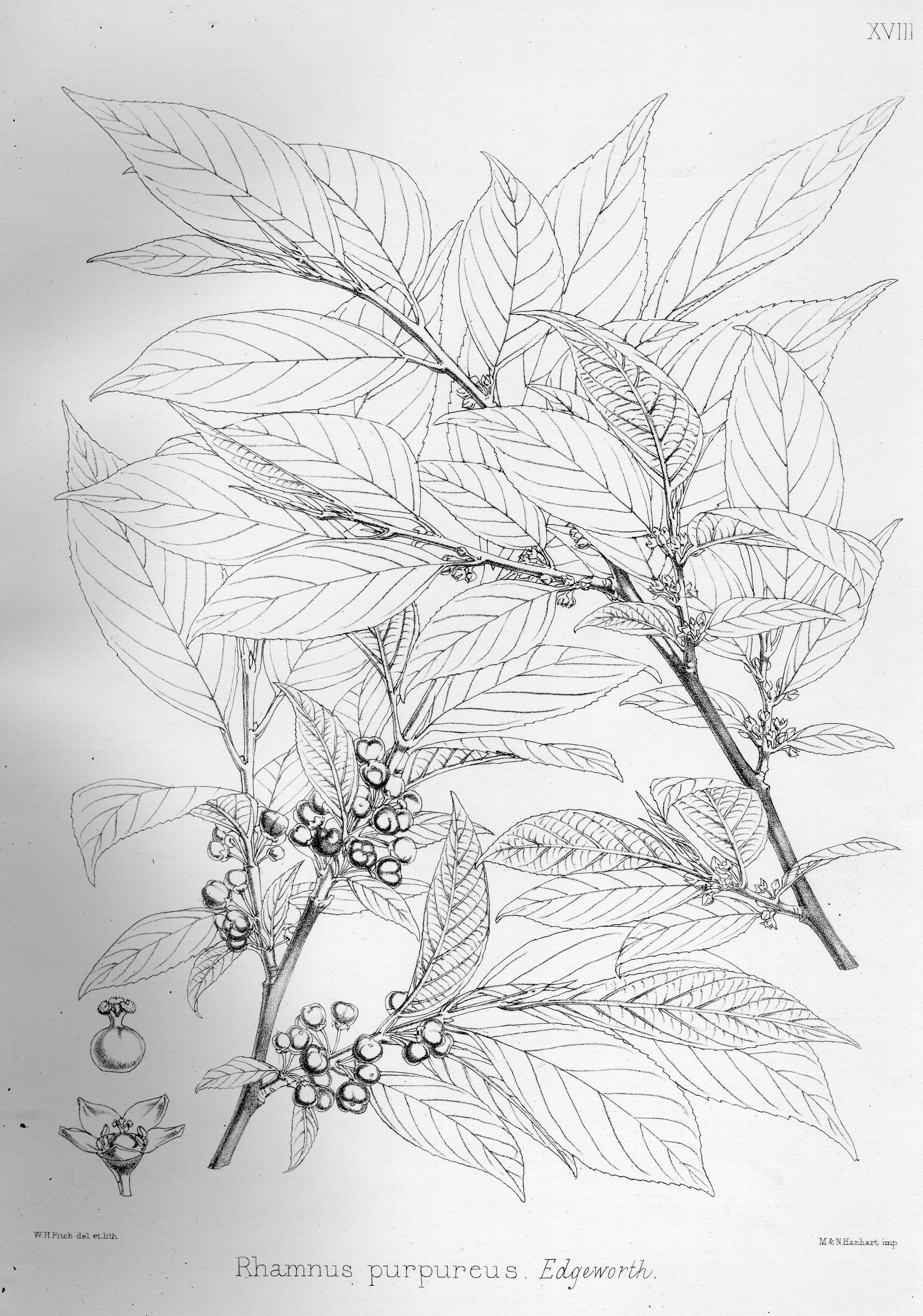 no HD illustration available (3)