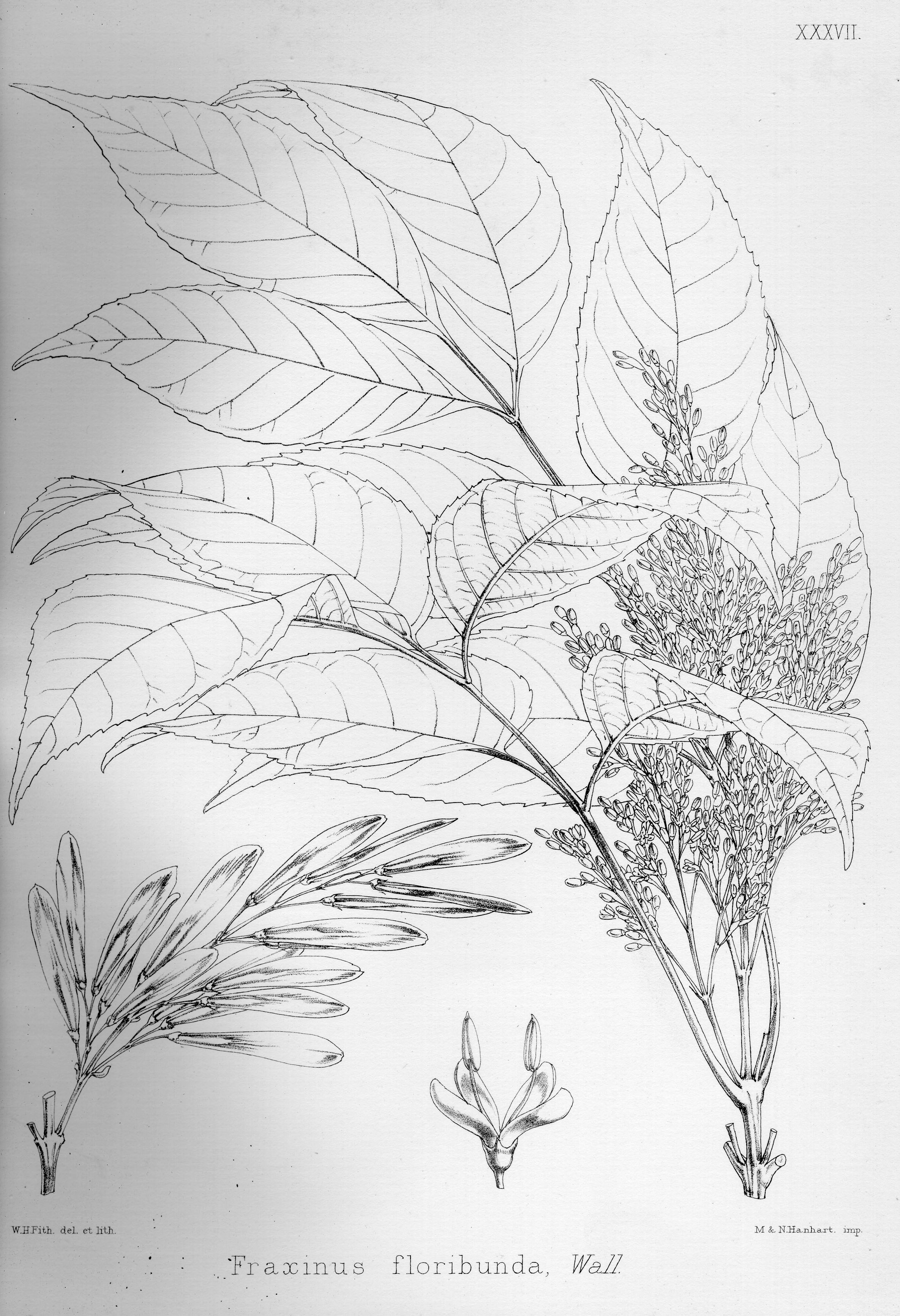 no HD illustration available (3)