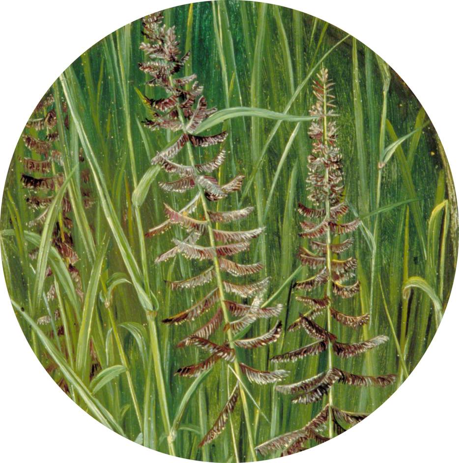 no HD illustration available (3)