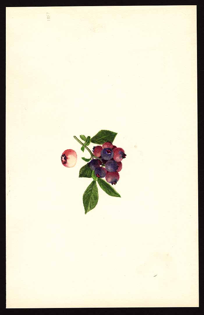no HD illustration available (3)