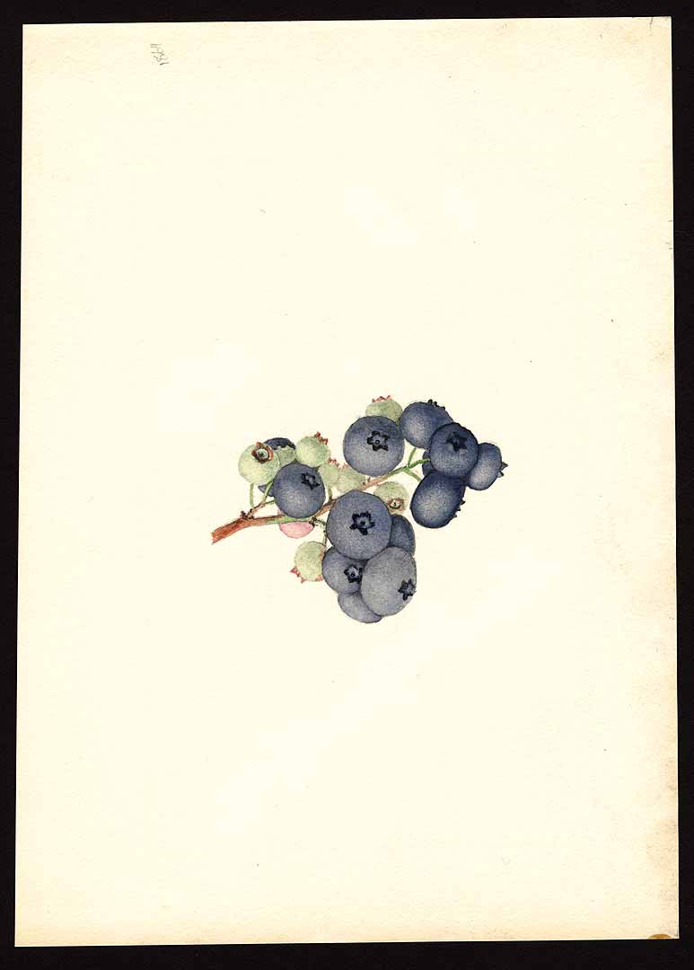 no HD illustration available (3)