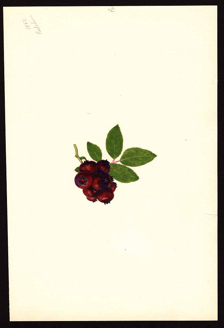 no HD illustration available (3)
