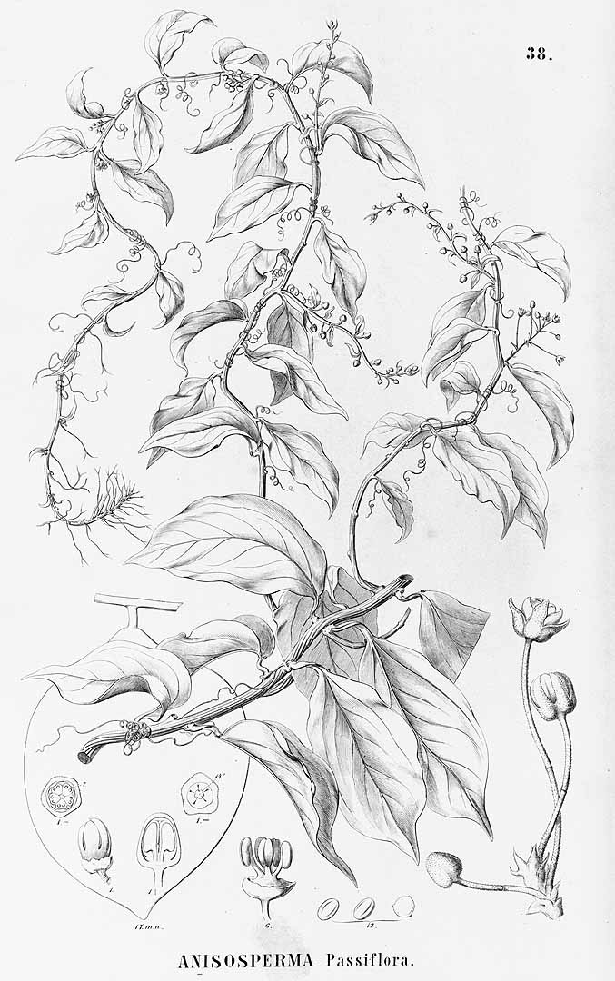 no HD illustration available (3)
