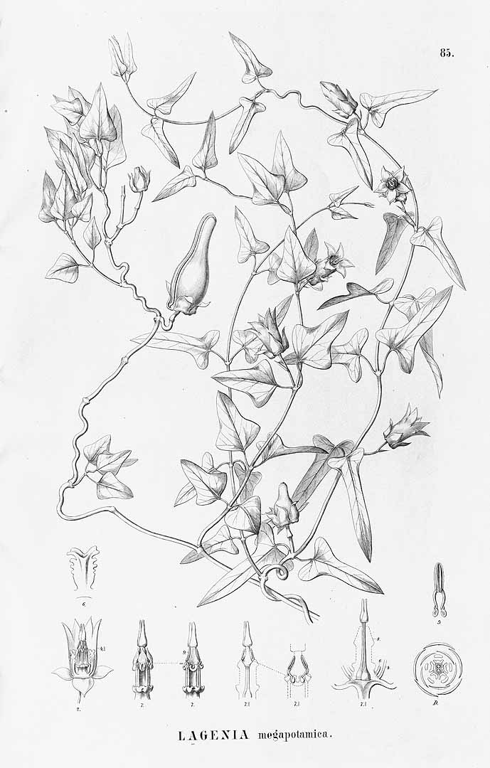 no HD illustration available (3)