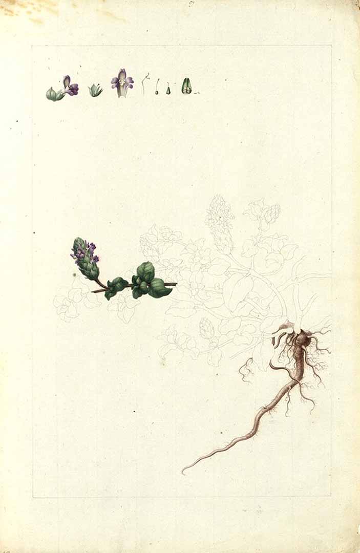 no HD illustration available (m1)