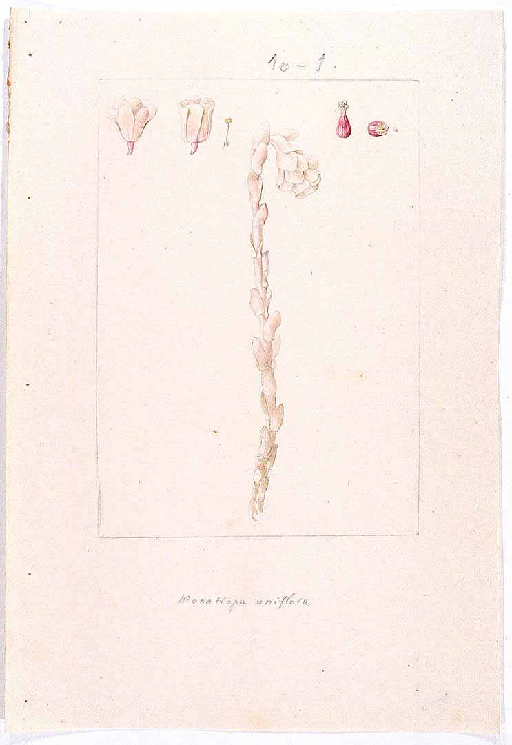 no HD illustration available (m1)