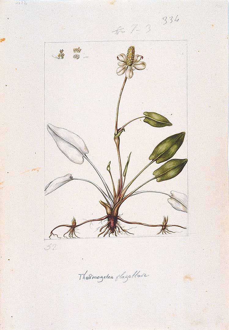 no HD illustration available (3)