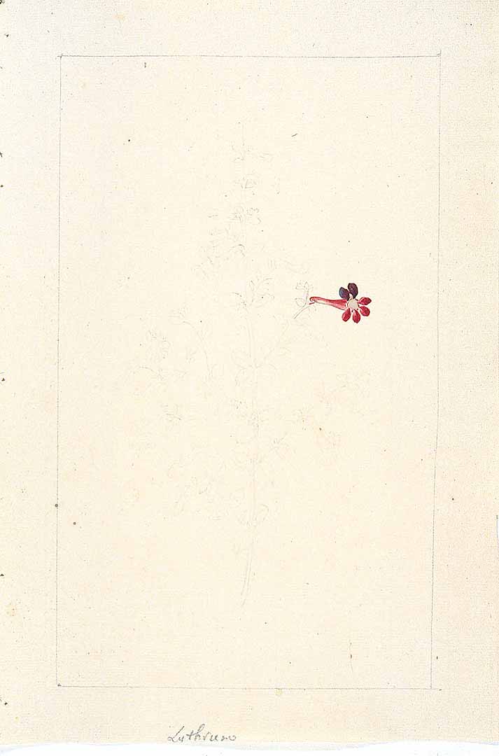 no HD illustration available (3)