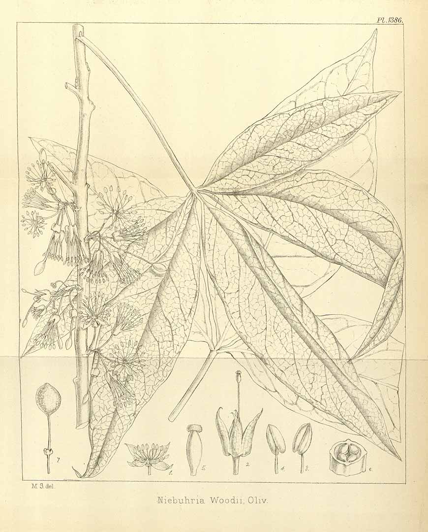 no HD illustration available (m1)