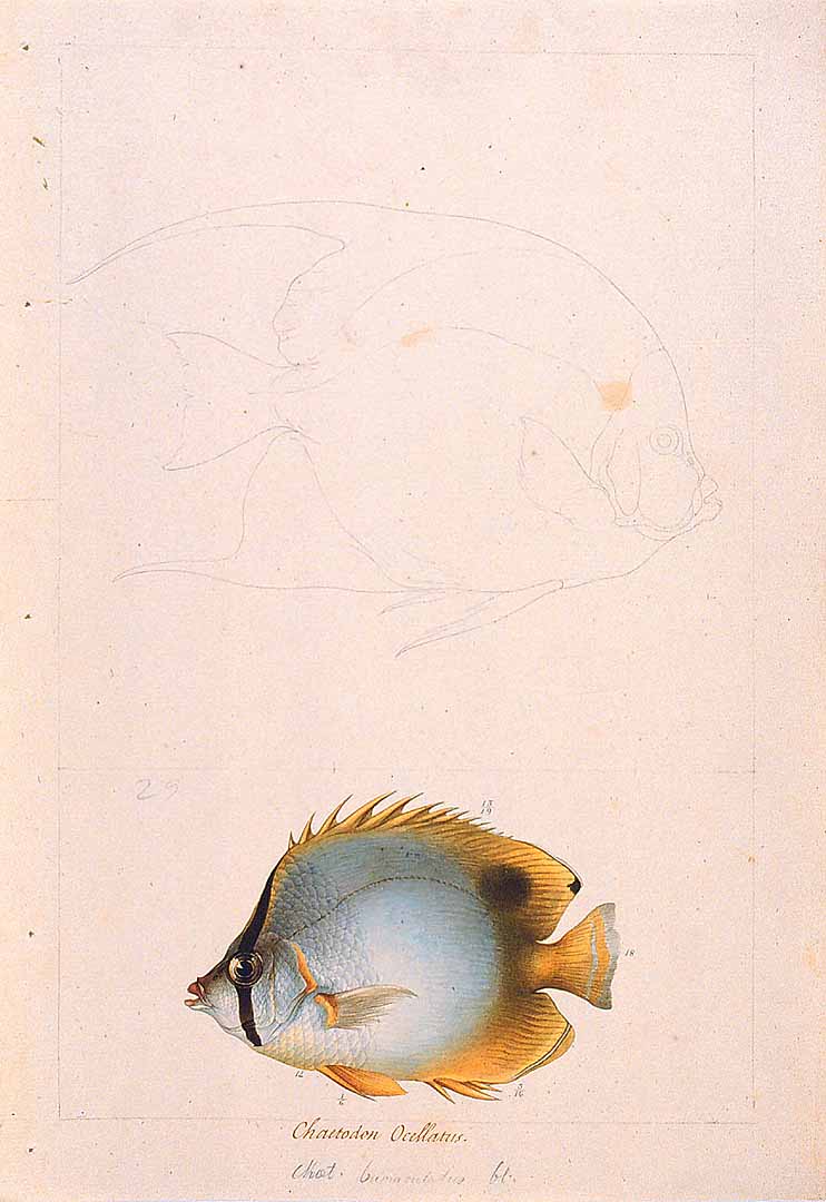 no HD illustration available (m1)