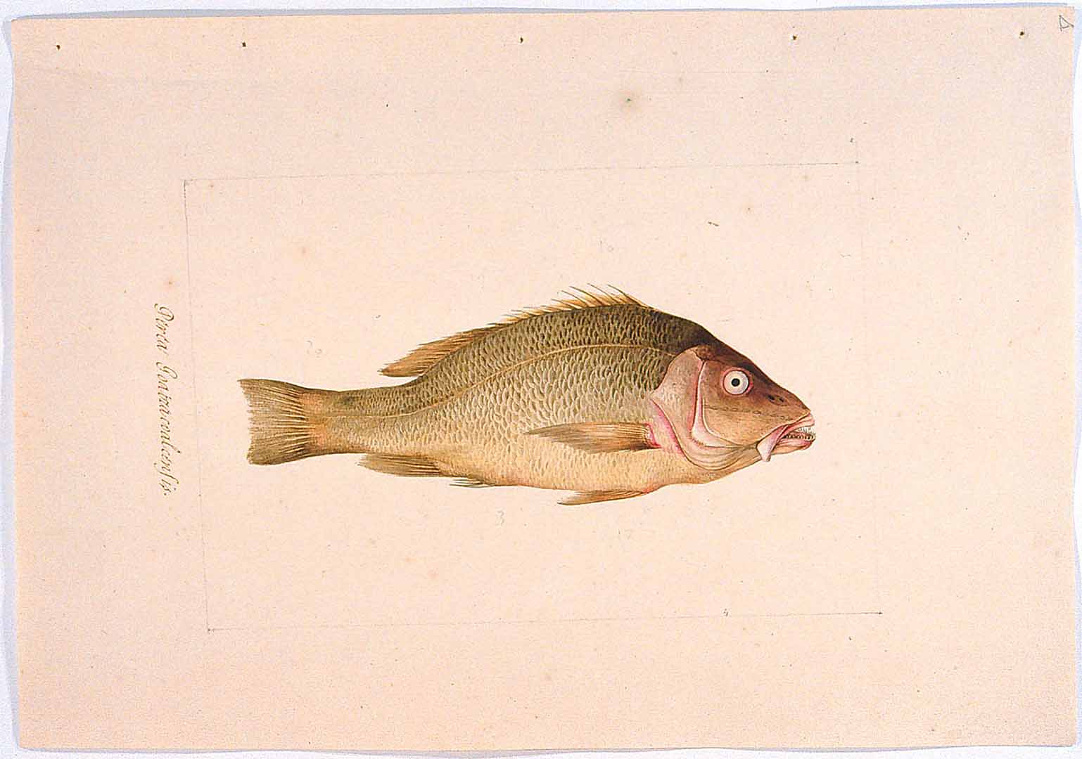 no HD illustration available (m2)