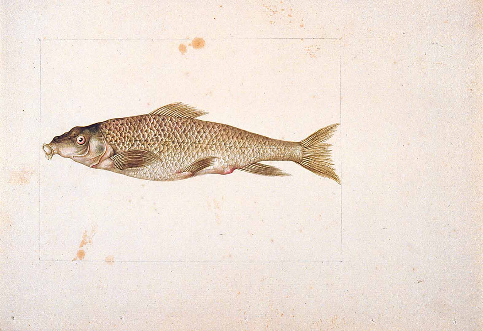 no HD illustration available (m2)