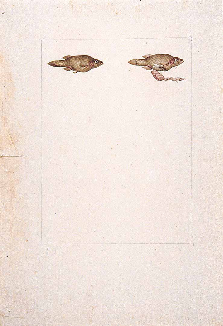 no HD illustration available (m1)