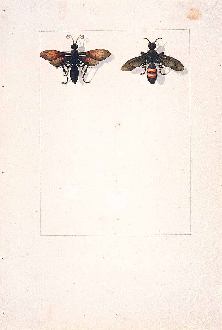 no HD illustration available (3)