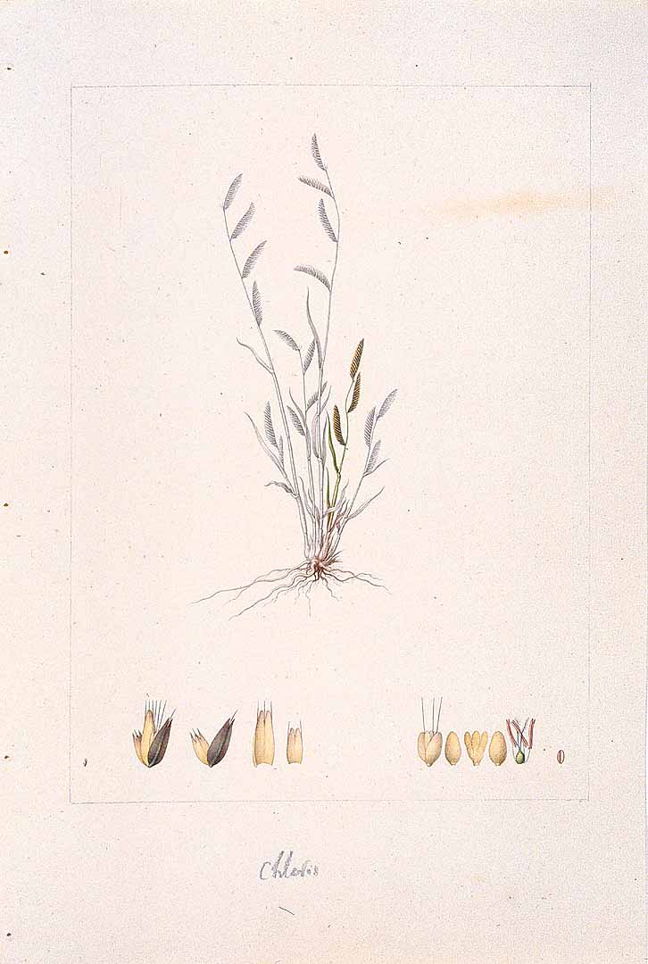 no HD illustration available (m1)