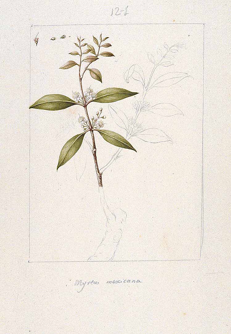 no HD illustration available (m1)