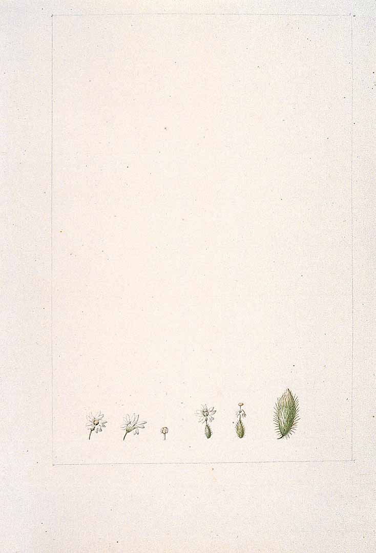 no HD illustration available (m1)