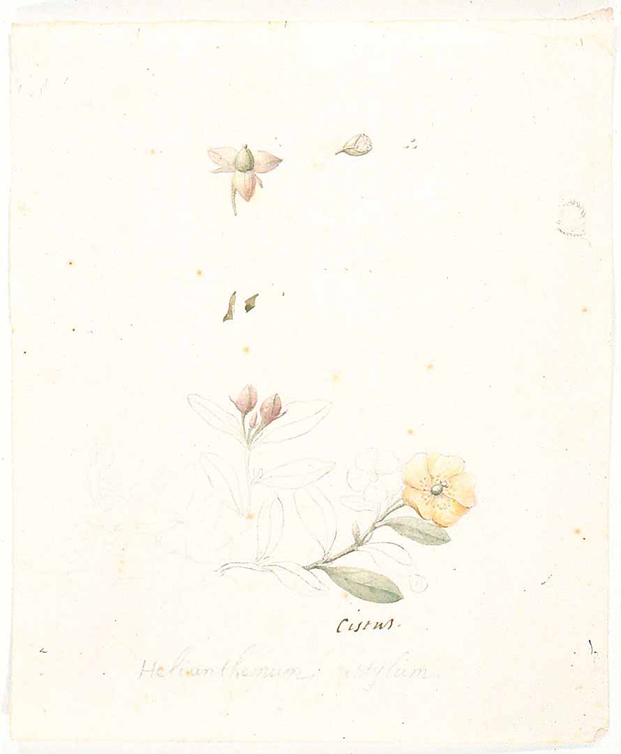 no HD illustration available (m1)