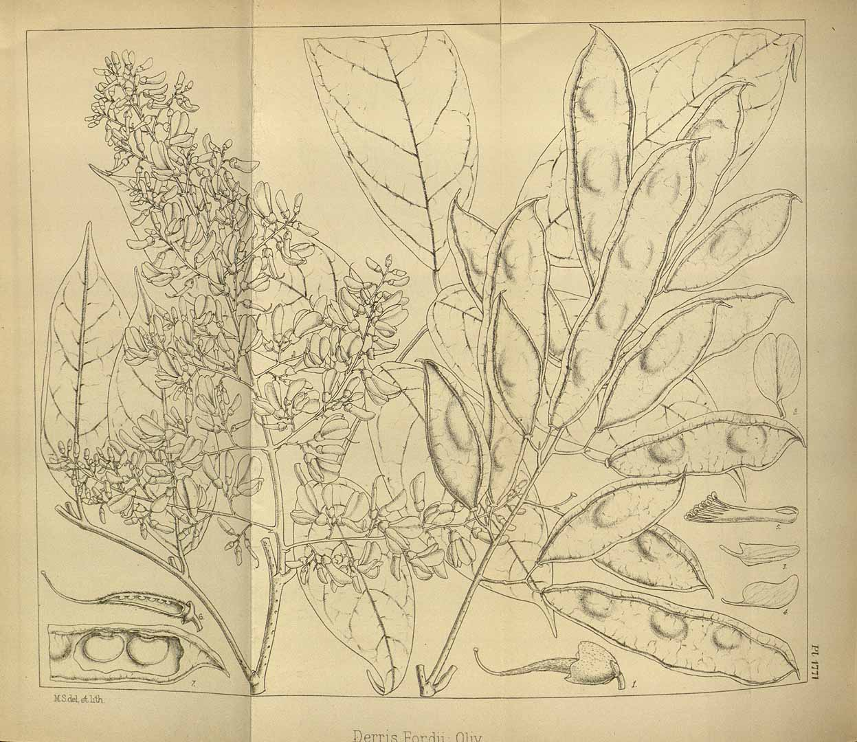 no HD illustration available (m2)