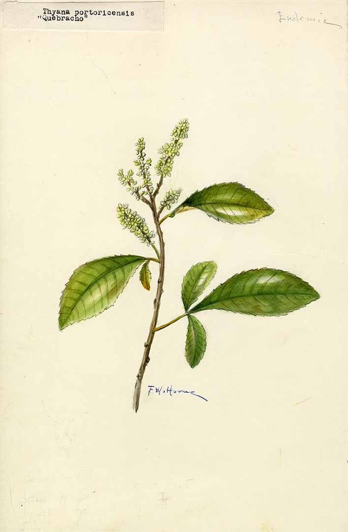 no HD illustration available (m1)