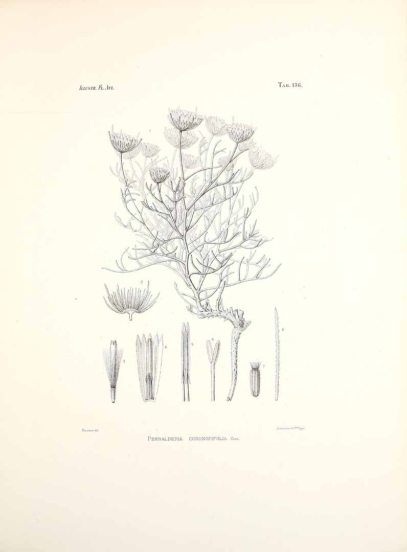 no HD illustration available (m1)