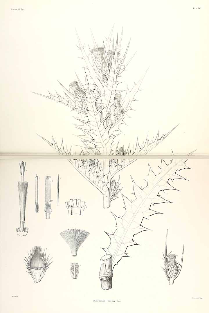 no HD illustration available (m1)
