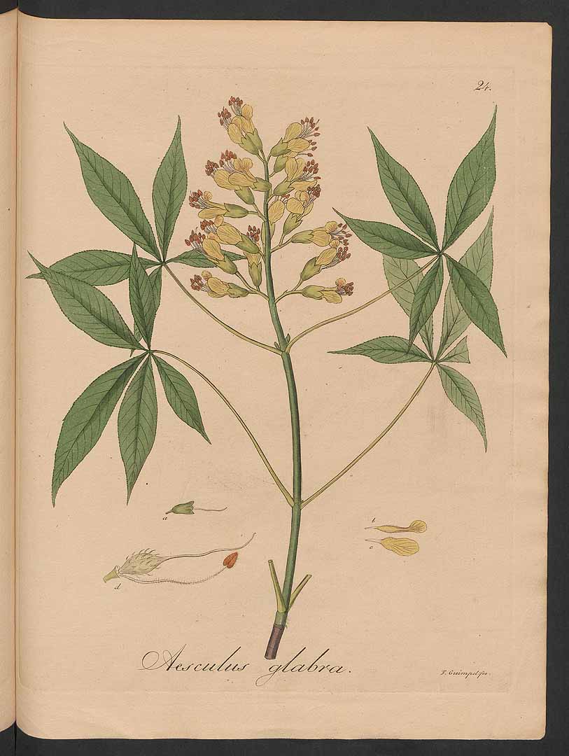 no HD illustration available (3)