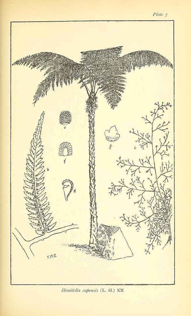 no HD illustration available (3)