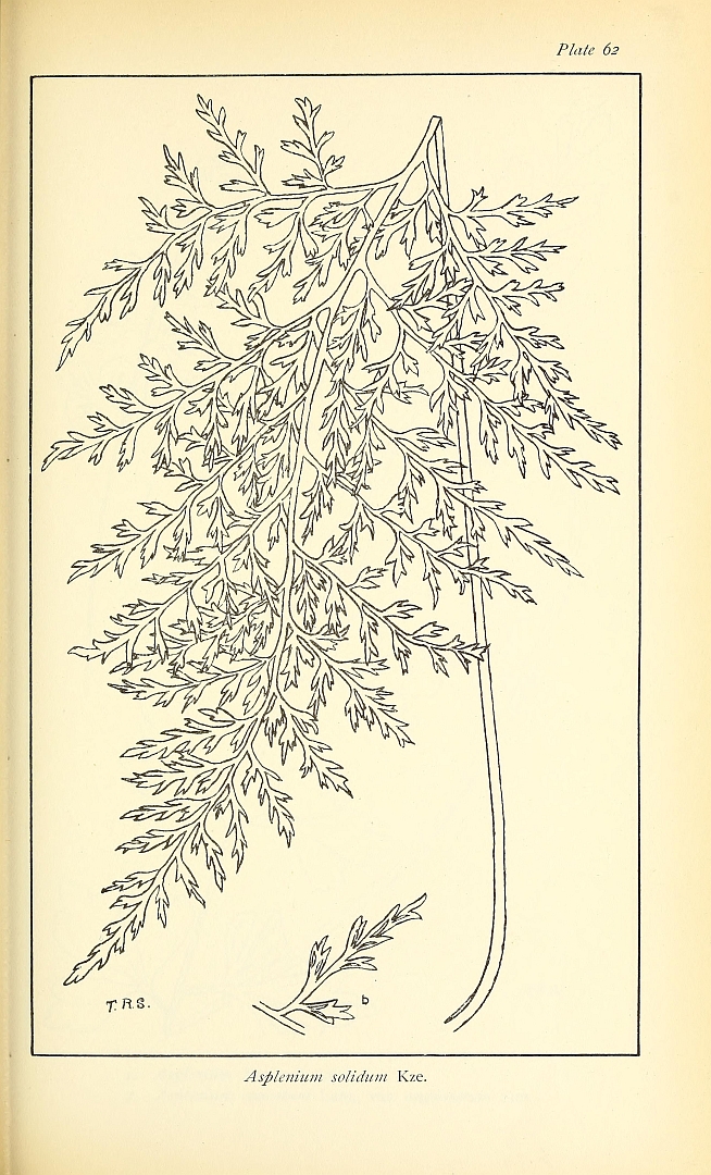 no HD illustration available (3)